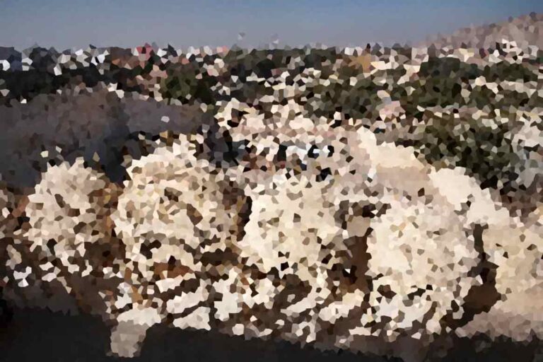 The Importance of Free Speech in a Digital Age