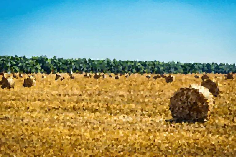 The Role of Government Policies in Environmental Protection